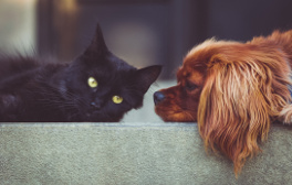 Fernstudium Tierheilpraktiker